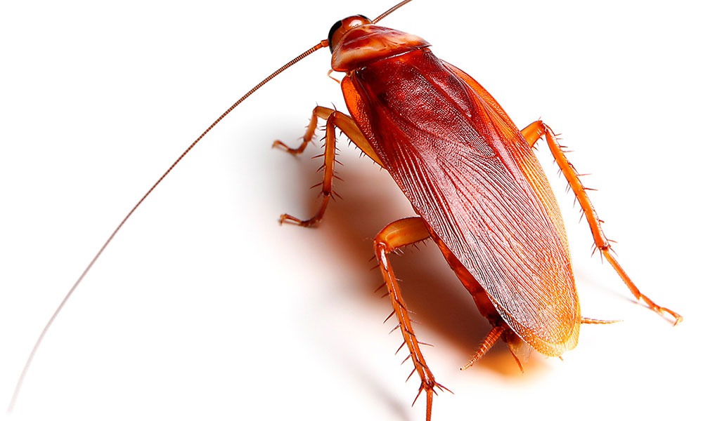 american-cockroach-featured american-cockroach-featured